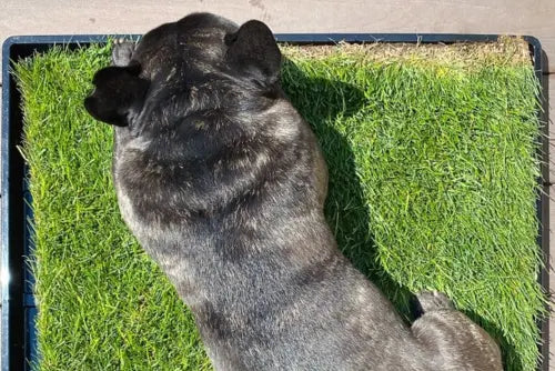 real grass dog potty