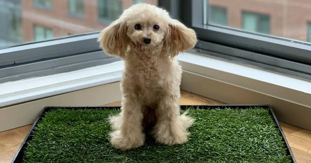 Apartment-friendly dog potty with a toy poodle sitting on it near a bright window.