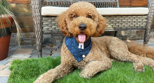 Dog potty mats used outdoors with a curly-haired dog relaxing on the grassy surface.