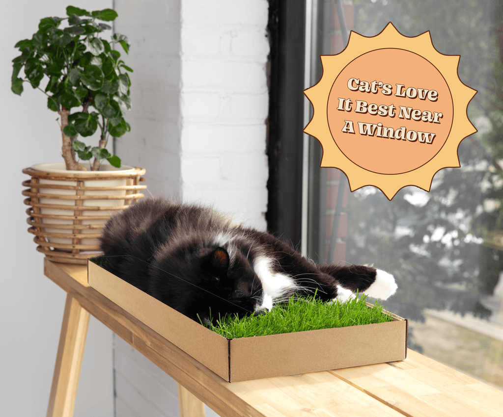 All-Natural Indoor Grass Lounge for Cats DoggieLawn
