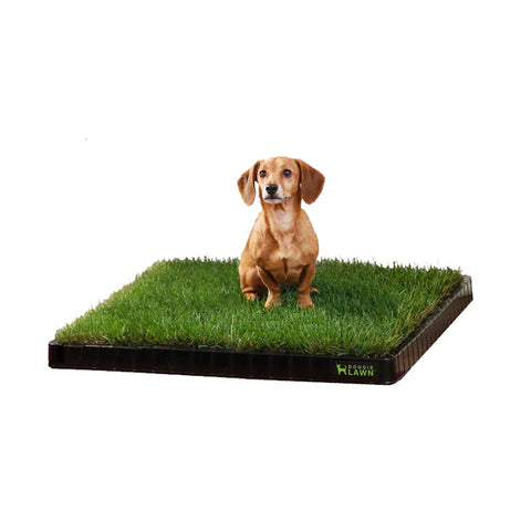 real grass for dogs