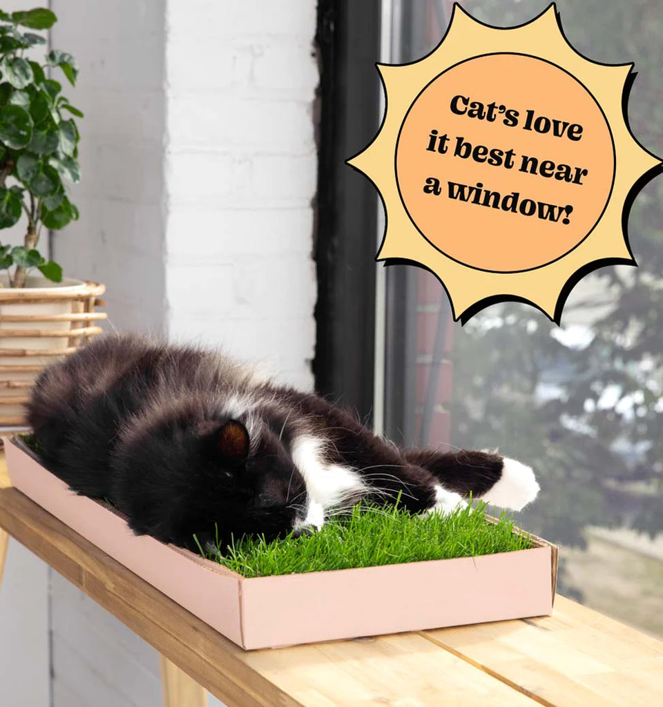 Grass pad top for cats