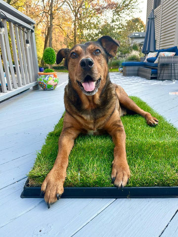 Dog potty grass pad with a happy large brown dog lying comfortably on a fresh patch of grass in a black tray, placed on an outdoor patio deck.