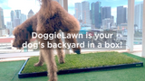 Pick Your Lawn Plan