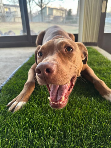 Dog grass pad with a happy brown dog lying playfully on top of a lush green turf mat, ideal for indoor potty training or outdoor lounging.
