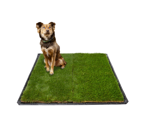 Grass pad for dogs featuring a medium-sized brown dog sitting on a large, square patch of real grass with a black tray base, ideal for indoor or outdoor potty use.