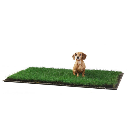 Grass patch for dogs featuring a small dachshund sitting on a rectangular section of fresh green grass designed for indoor or outdoor pet potty training use.