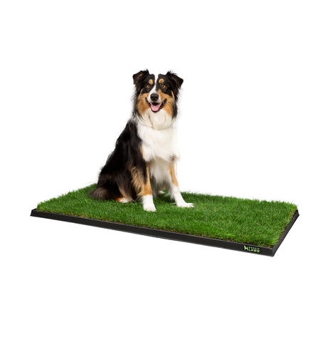 Dog grass pee pad featuring a happy Australian shepherd sitting on a rectangular patch of natural grass with a raised black tray, ideal for indoor or balcony potty training.