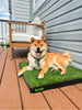 Smiling Shiba Inu lying on a DoggieLawn dog grass pad with tray on a deck.