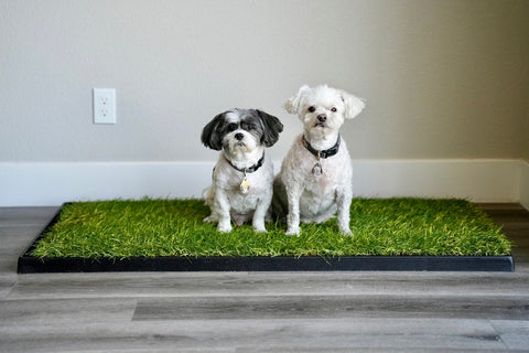 Dog pee grass pad with two small dogs sitting side by side on a rectangular patch of real grass in a black tray, placed on indoor flooring for convenient potty use.