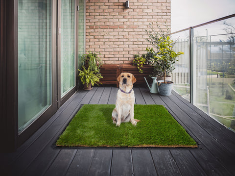 XXL DoggieLawn