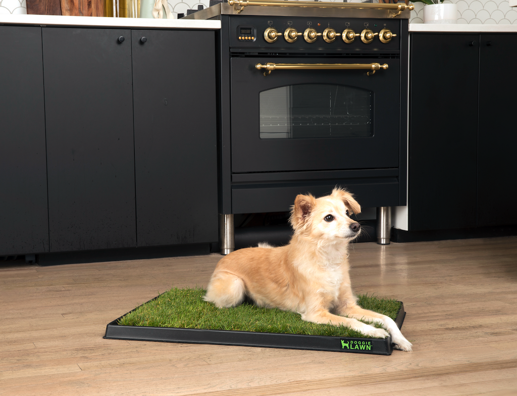 Doggielawn tray outlet