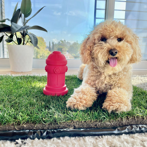 Potty Training Fire Hydrant