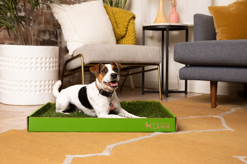 Dog grass 2025 pee box