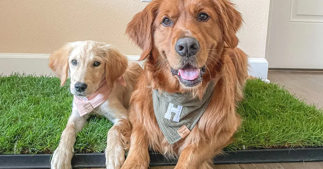 Golden Retriever and puppy lying on a reusable potty grass indoors with a beige wall in the background