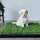 How Natural Grass Pads Reduce Odors and Cleanup Time