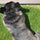 How the Right Accessories Extend the Life of Your Dog Grass Pad