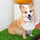 Indoor Dog Potties: A Solution for Extreme Weather Conditions