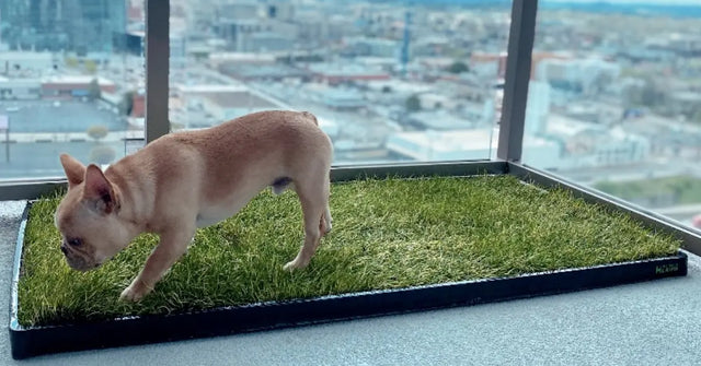 Balcony with a French Bulldog exploring a grass potty patch