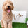 Why Potty Grass for Dogs is Ideal for Urban Pet Owners