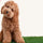 Real Grass Pee Pads: A Natural Solution for Dog Potty Training