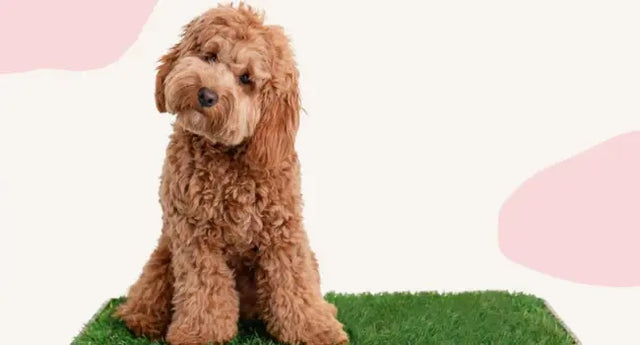 Dog grass toilet displayed with a curly-haired brown dog sitting on a square patch of artificial grass.