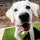 Why an Indoor Dog Potty Is a Game-Changer for Apartment Living