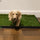 The Ultimate Guide to Natural, Low-Maintenance Potty Pads for Your Pet