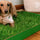 How to Create a Hassle-Free Indoor Potty Area with Natural Grass