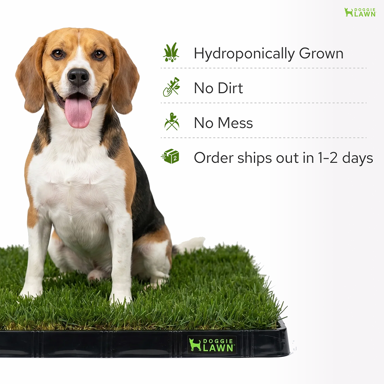 DoggieLawn - TEST FOR NEW PAGE