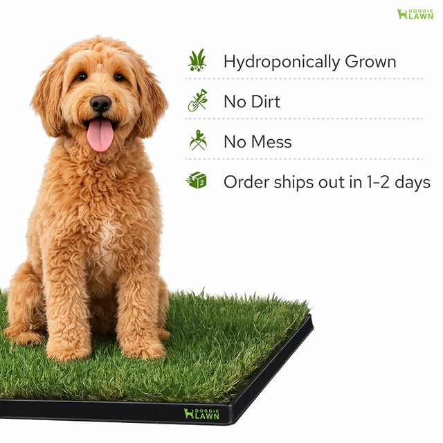 DoggieLawn - TEST FOR NEW PAGE