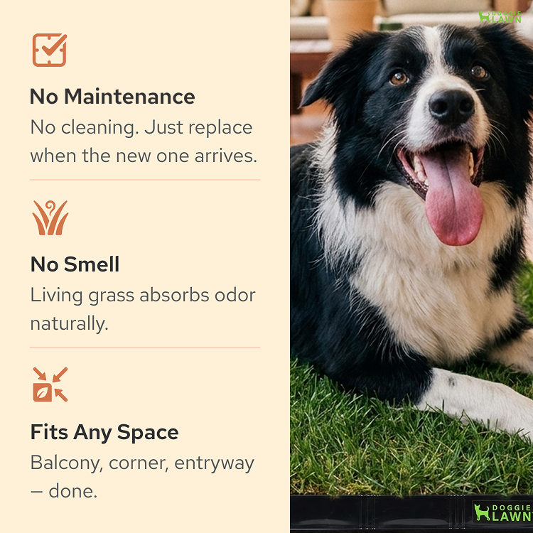 DoggieLawn - TEST FOR NEW PAGE