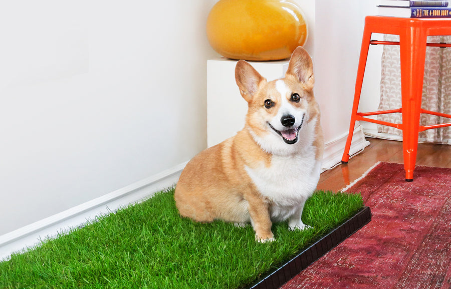 Indoor Grass Mat Subscription for Dogs DoggieLawn