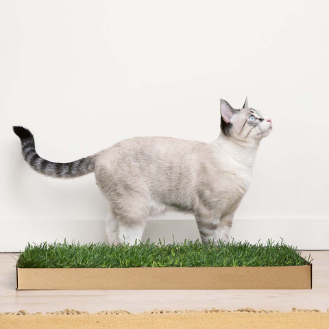 Kitty Lawn