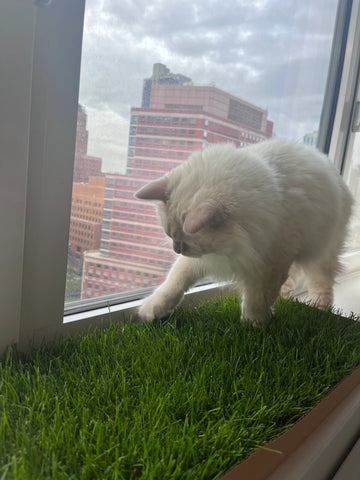 Kitty Lawn