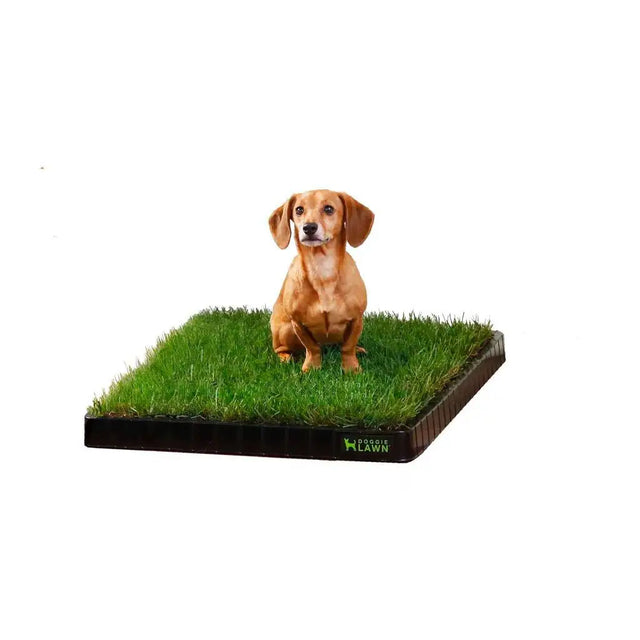 Dachshund sitting on a DoggieLawn standard real grass pad in a black premium tray on a white background.
