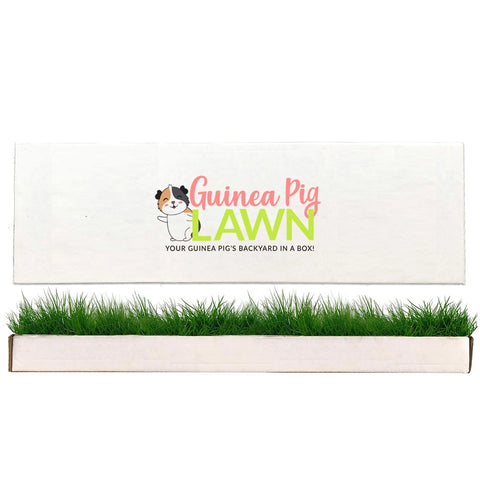 Guinea Pig Lawn