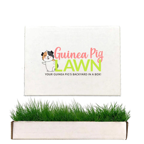 Guinea Pig Lawn