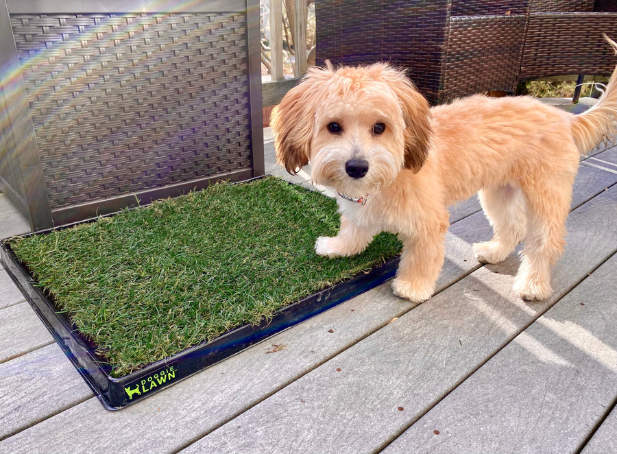 Indoor Potty Training for Dogs 101 | DoggieLawn
