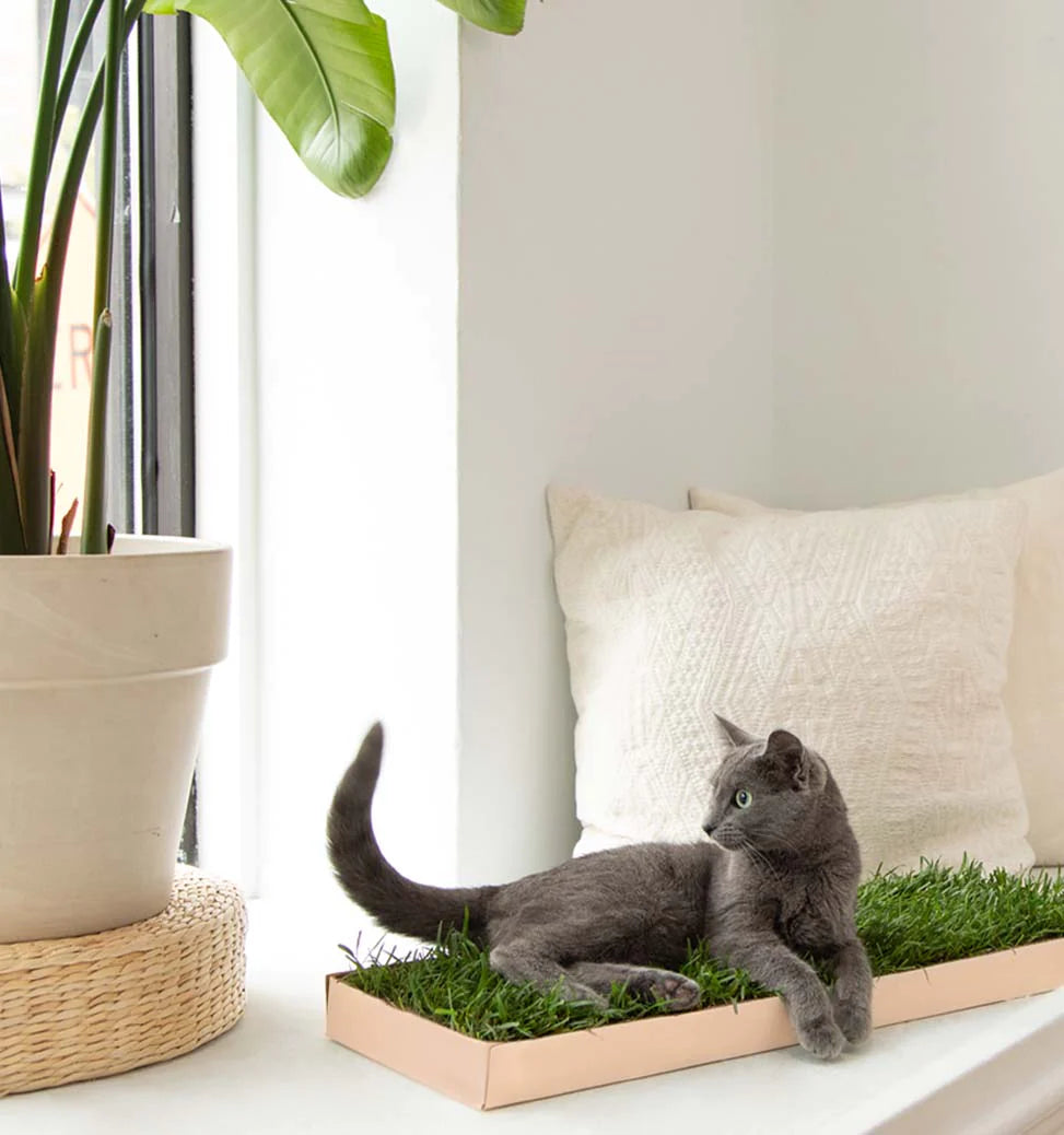 Grass mat outlet for cats