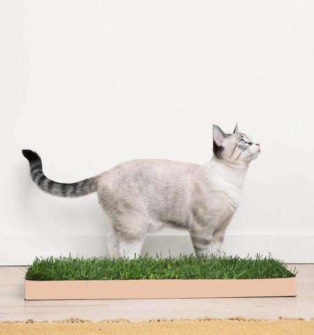 Kitty Lawn