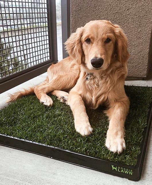 Potty Grass For Dogs Puppy Grass Pad
