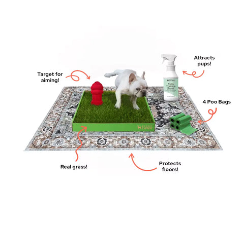 DoggieLawn Potty-Training kit featuring a French Bulldog using real grass with a fire hydrant target, poo bags, & attractant spray