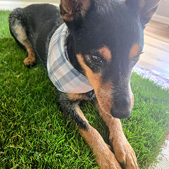 DoggieLawn