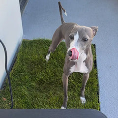 DoggieLawn