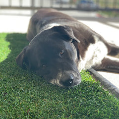 DoggieLawn