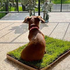 DoggieLawn