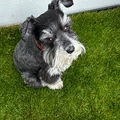 DoggieLawn