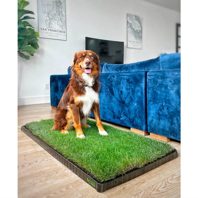 Australian shepherd sitting on a DoggieLawn real grass dog potty pad with tray in a living room.