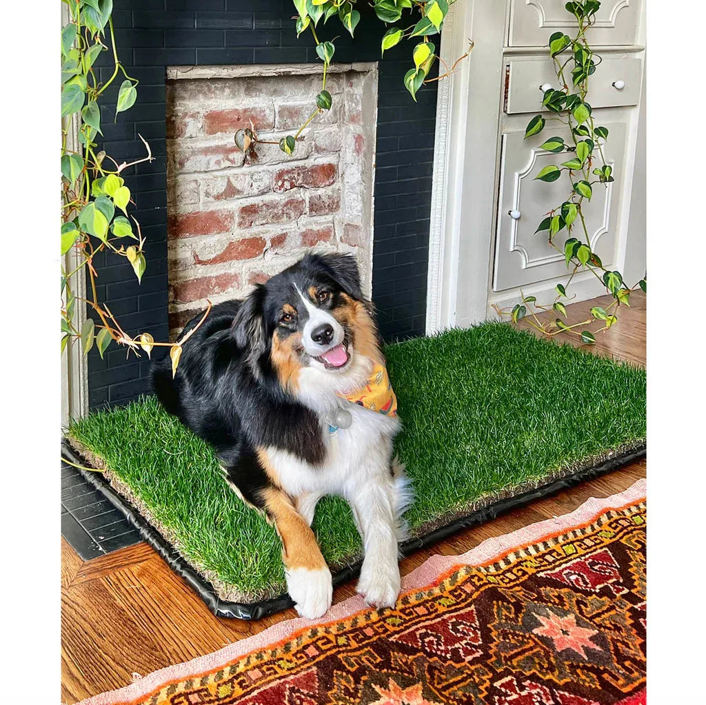 Australian shepherd standing on a real grass dog potty pad indoors near a brick fireplace.